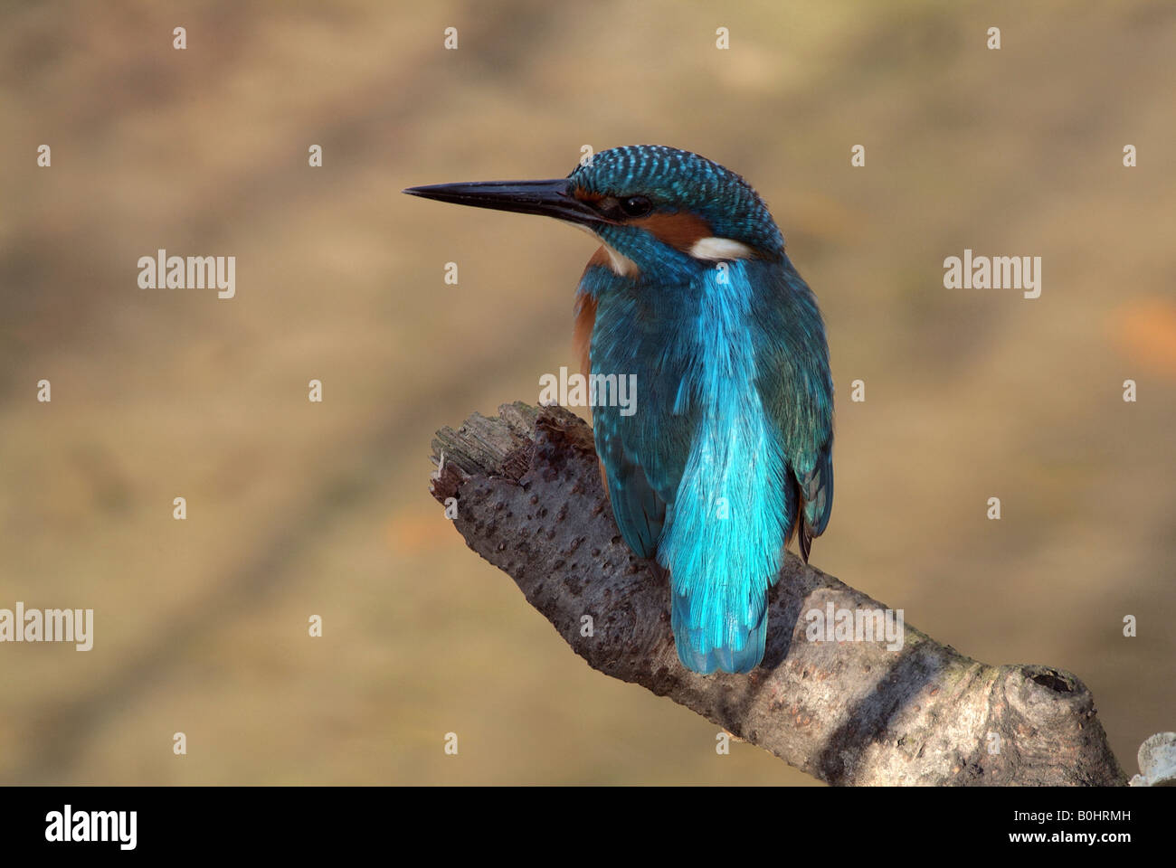 Eisvogel (Alcedo Atthis) thront auf einem Ast, Tratzberg, Nord-Tirol, Österreich, Europa Stockfoto