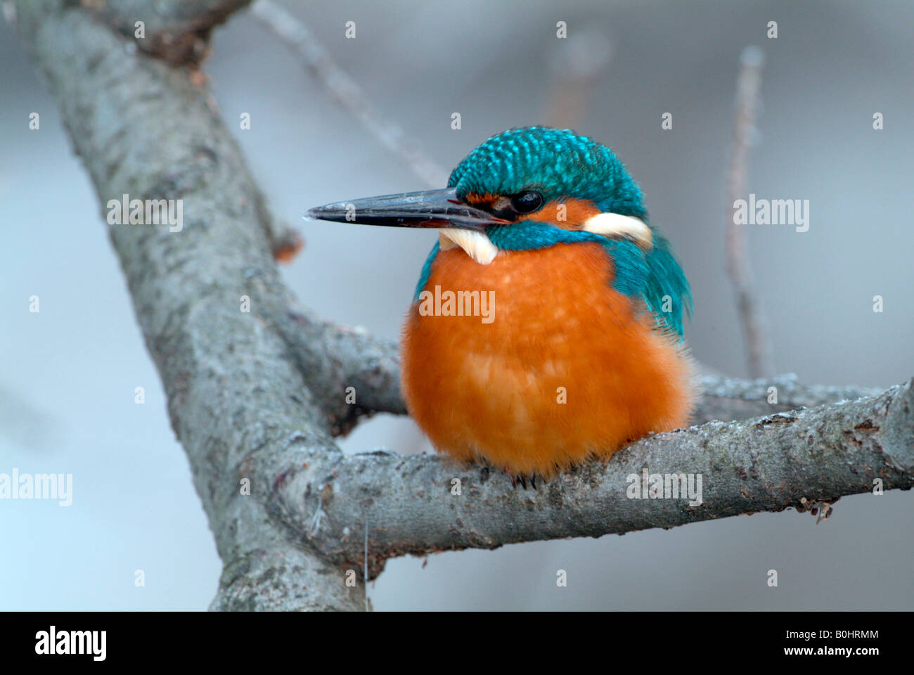 Eisvogel (Alcedo Atthis) thront auf einem Ast, Tratzberg, Nord-Tirol, Österreich, Europa Stockfoto
