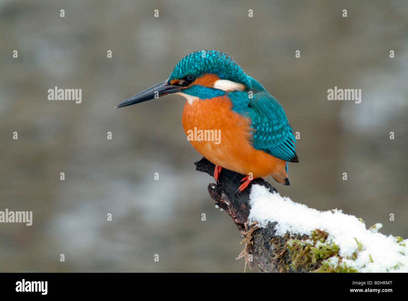Eisvogel (Alcedo Atthis) thront auf einem Ast mit Schnee, Tratzberg, Nord-Tirol, Österreich, Europa Stockfoto