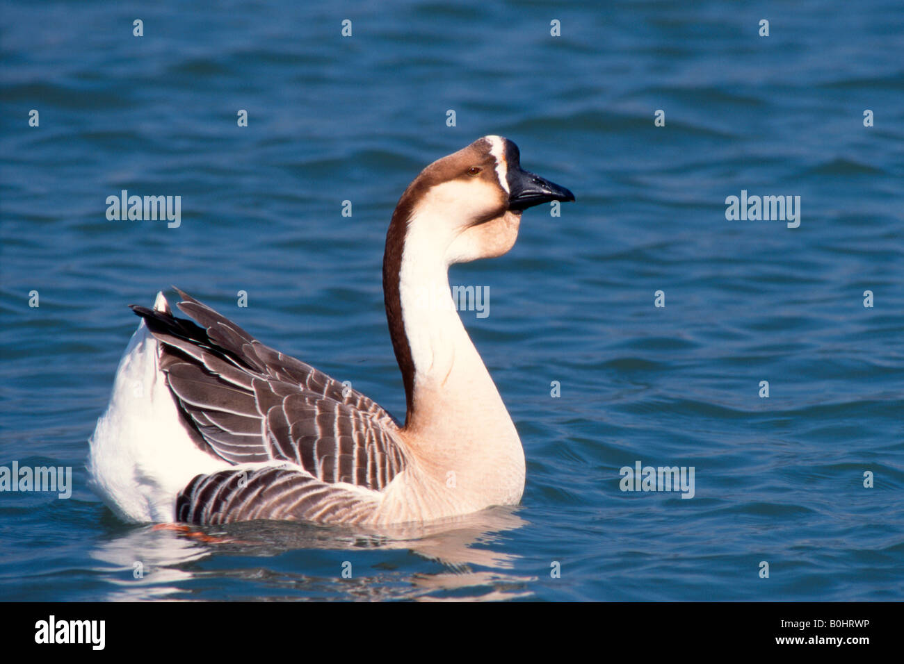 Domestiziert, Swan Goose (Anser Cygnoides F. Domestica), Inns, Ebbs, Tirol, Österreich, Europa Stockfoto