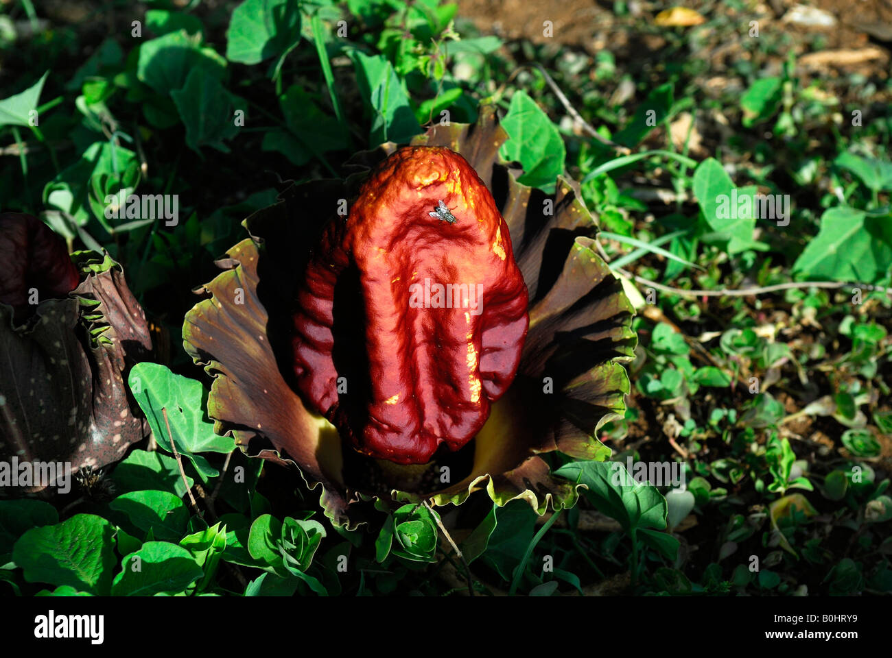 Amorphophallus SP., Bali, Indonesien Stockfoto
