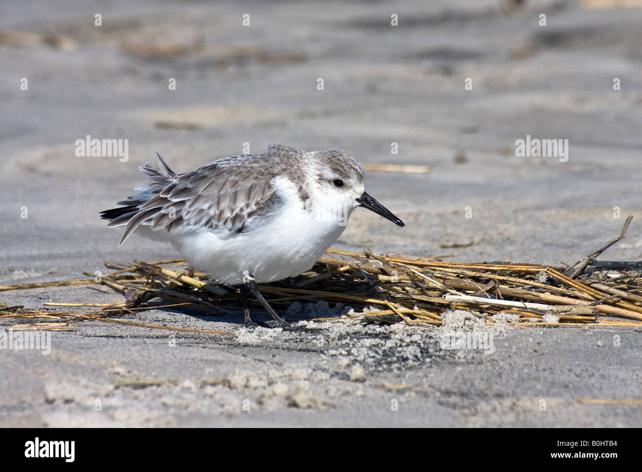 Sanderling (Calidris Alba), waten Vogel auf den Strand von St. Peter Ording, Nordseeküste, Schleswig-Holstein, Deutschland Stockfoto