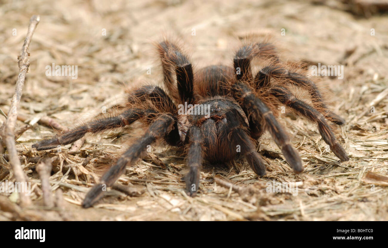 Tarantula spinne südamerika Fotos und Bildmaterial in hoher Auflösung