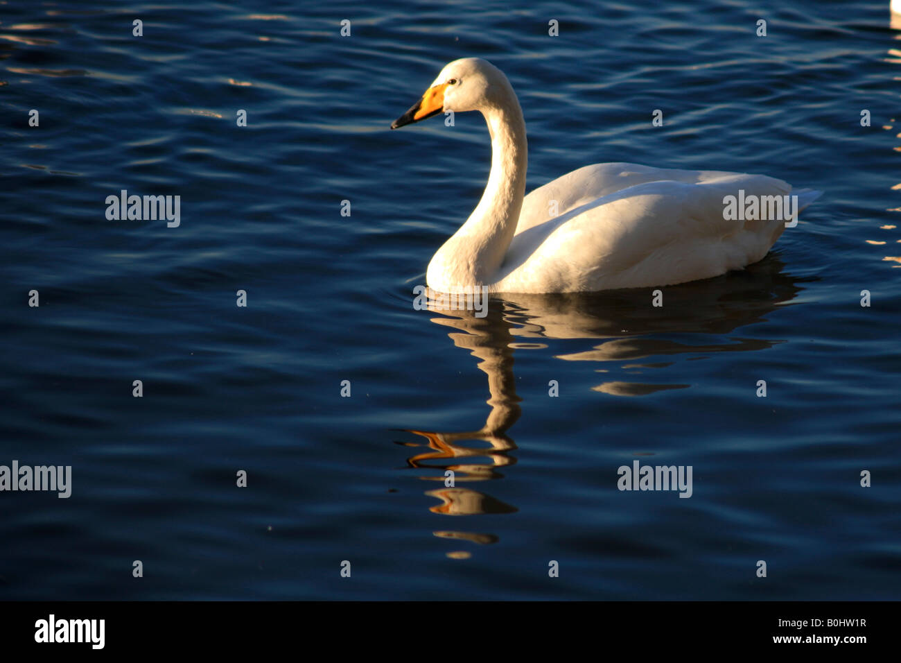 Whooper Schwäne Cygnus Cygnus Altvogel WWT Welney wäscht Reserve Cambridgeshire England England UK Europa Federwild Stockfoto