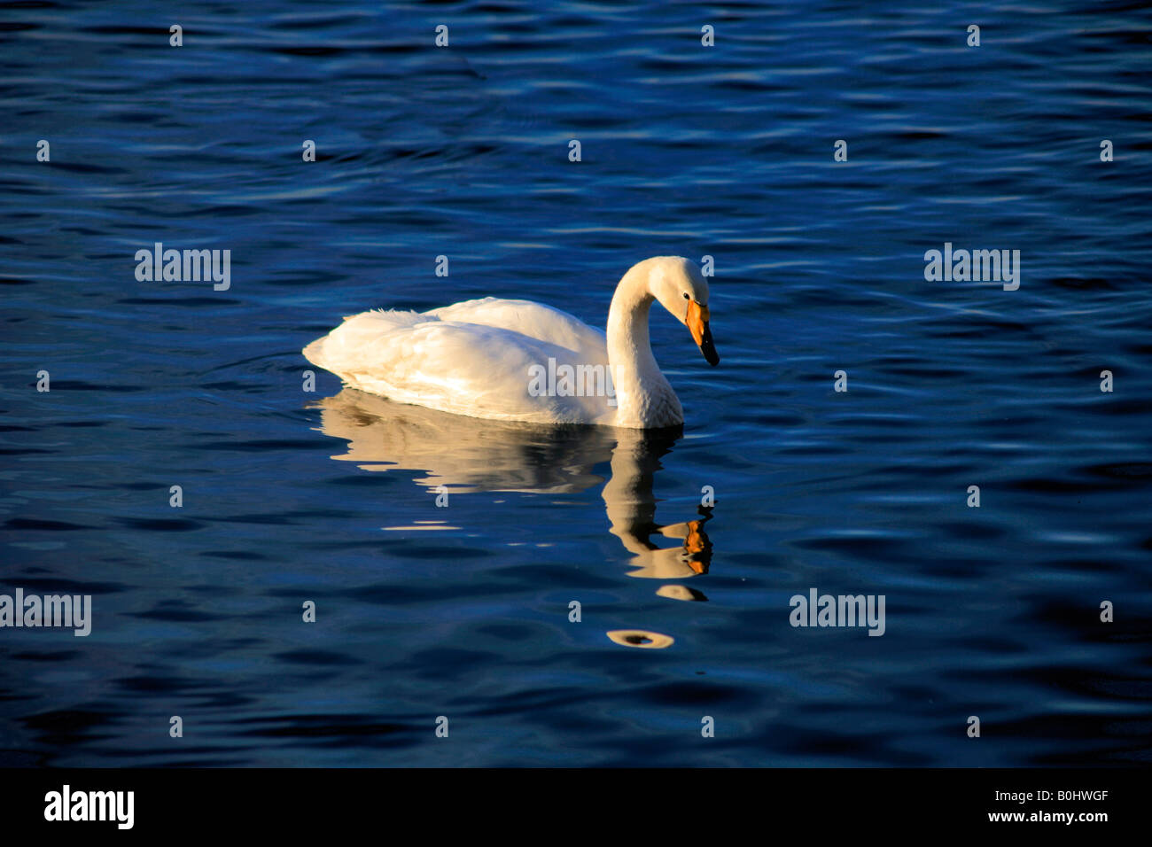 Whooper Schwäne Cygnus Cygnus Altvogel WWT Welney wäscht Reserve Cambridgeshire England England UK Europa Federwild Stockfoto