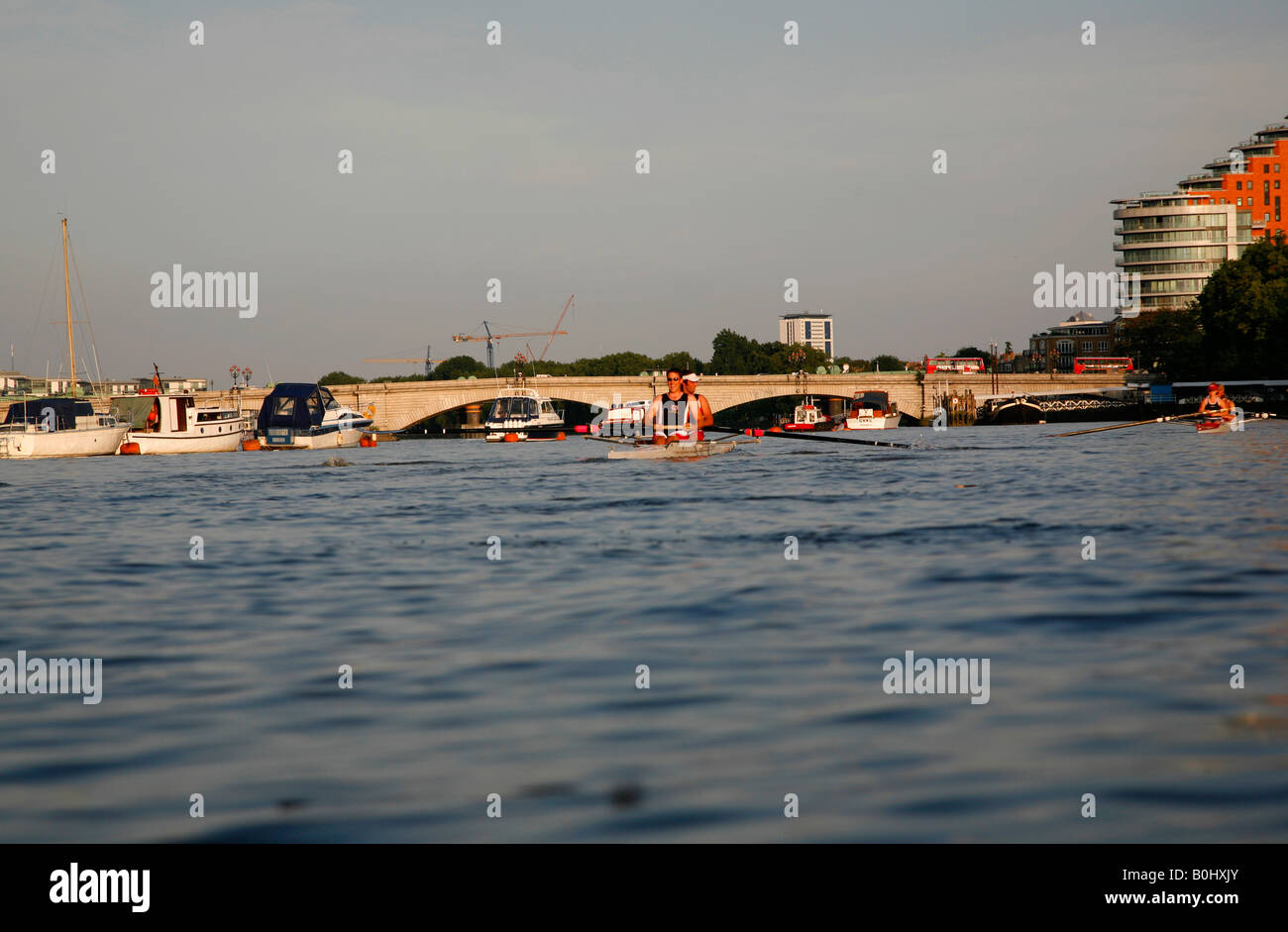 Ruderer auf der Themse in Putney, London, UK Stockfoto