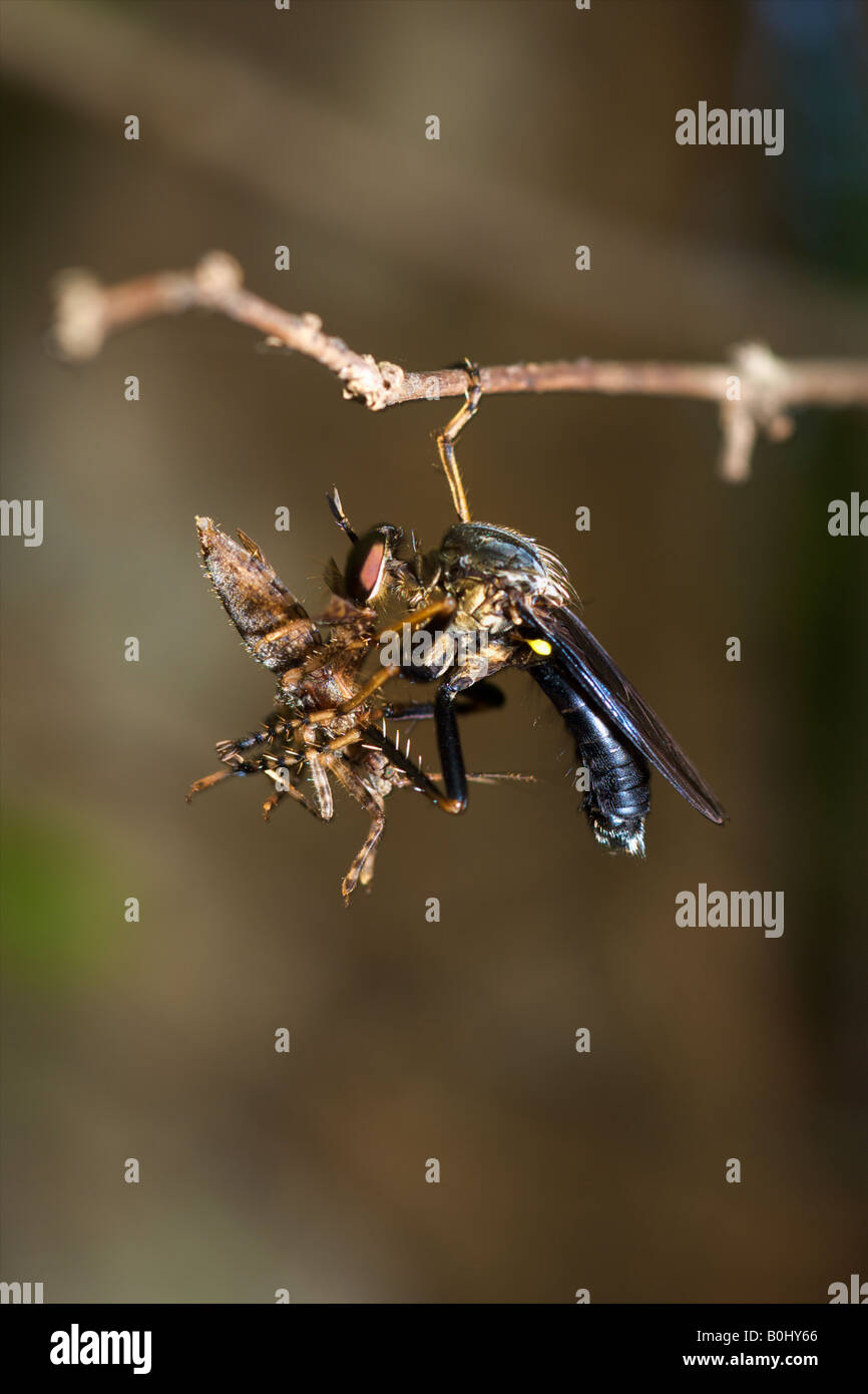 Der Adelsfamilie Diptera, Asilidae sind allgemein bekannt als Räuber fliegen, fliegen Stockfoto