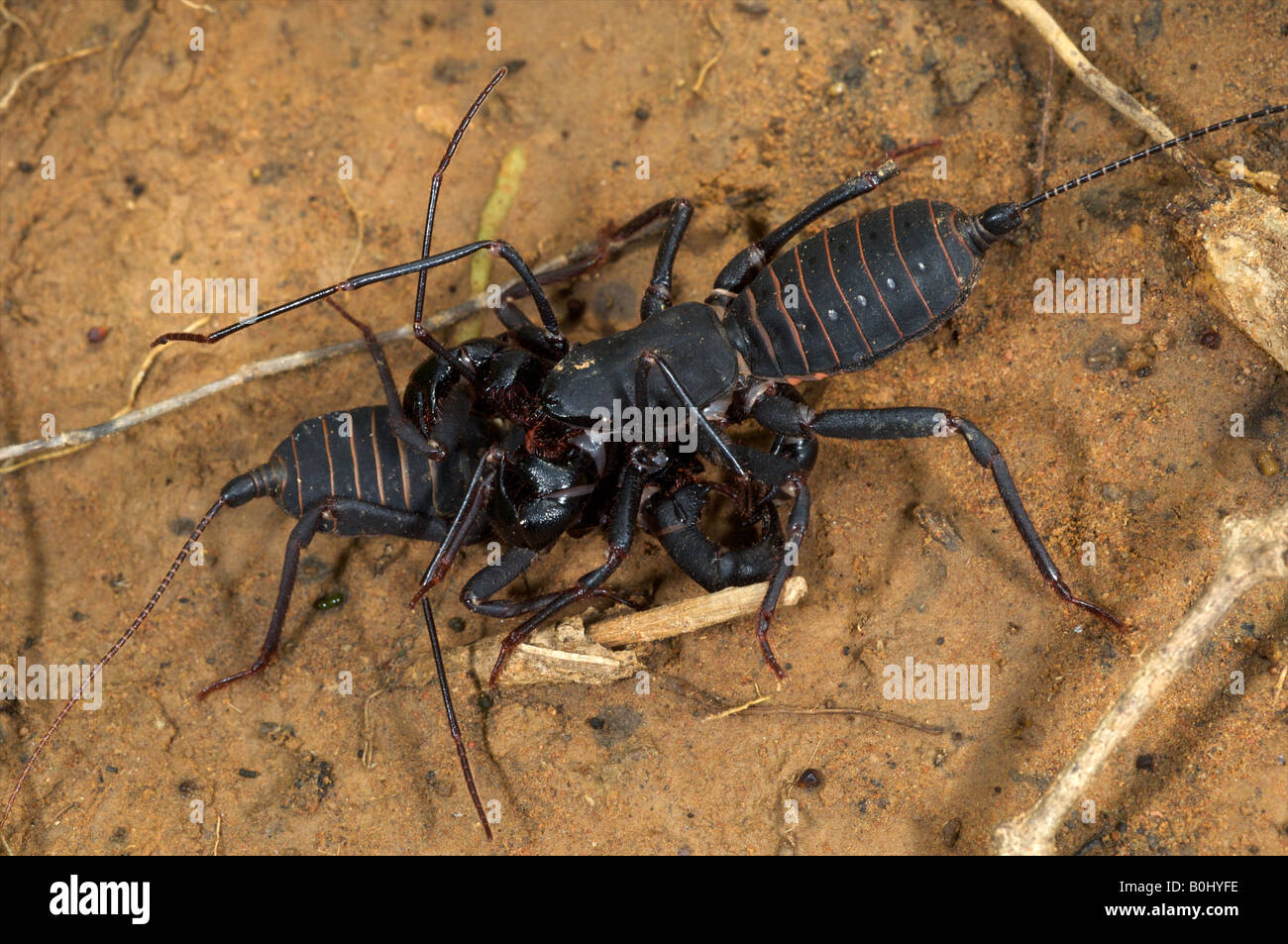 Uropygid, allgemein bekannt als eine Peitsche scorpion Stockfoto