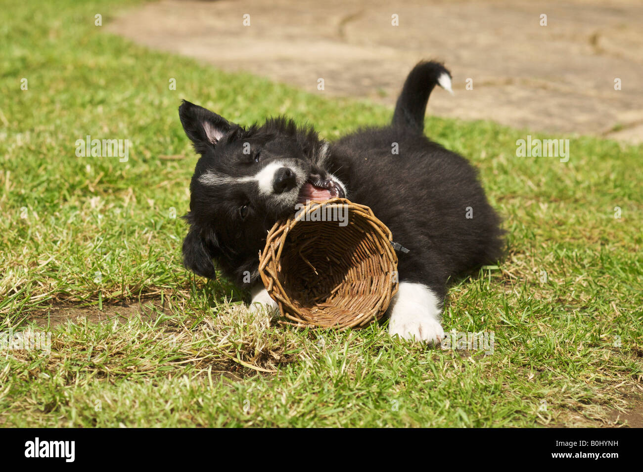 Jack die 8 Wochen alten Border-Collie-Welpen Stockfoto