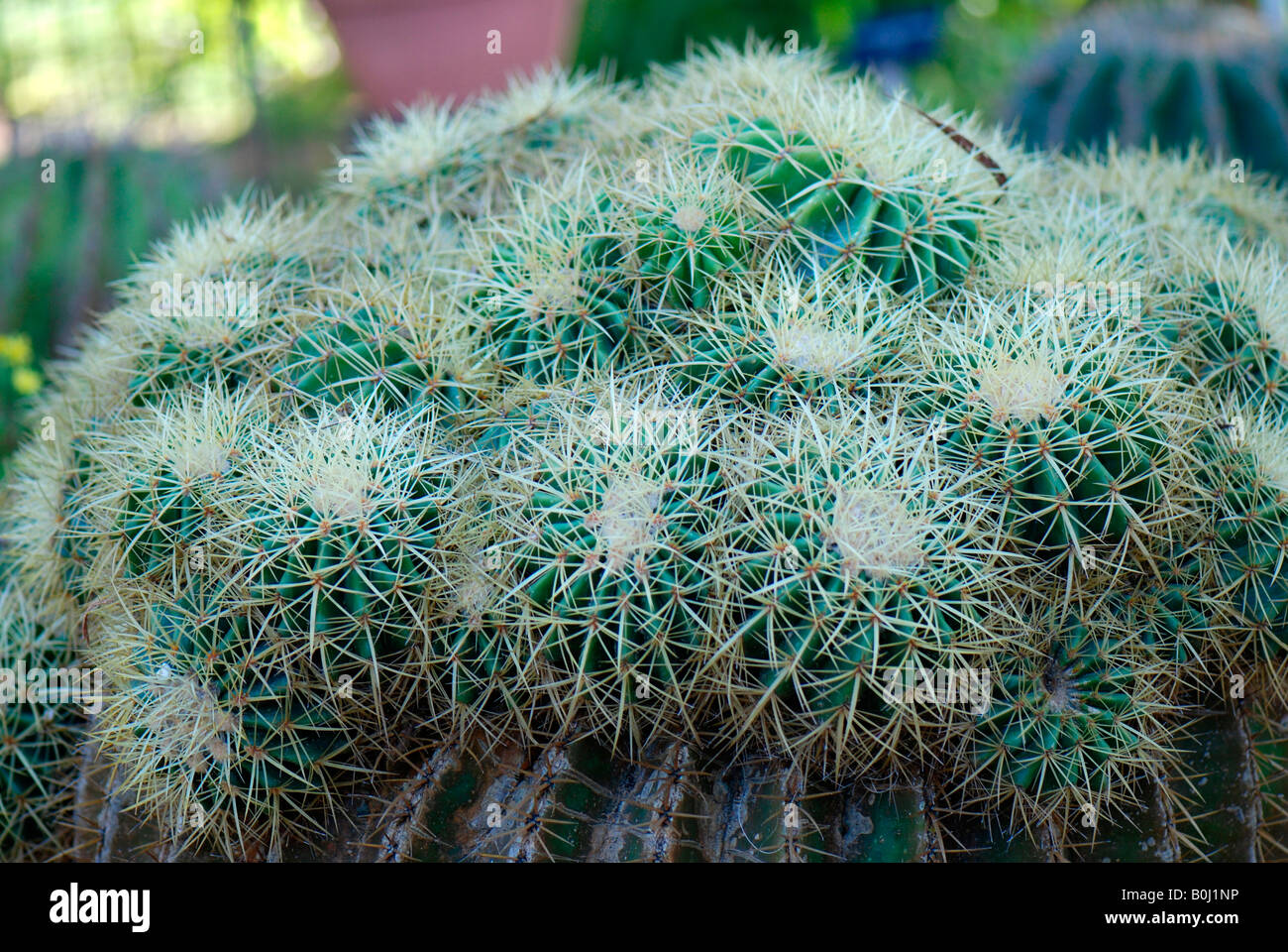 Golden Barrel Cactus Echinocactus Grusonii hildm Stockfoto