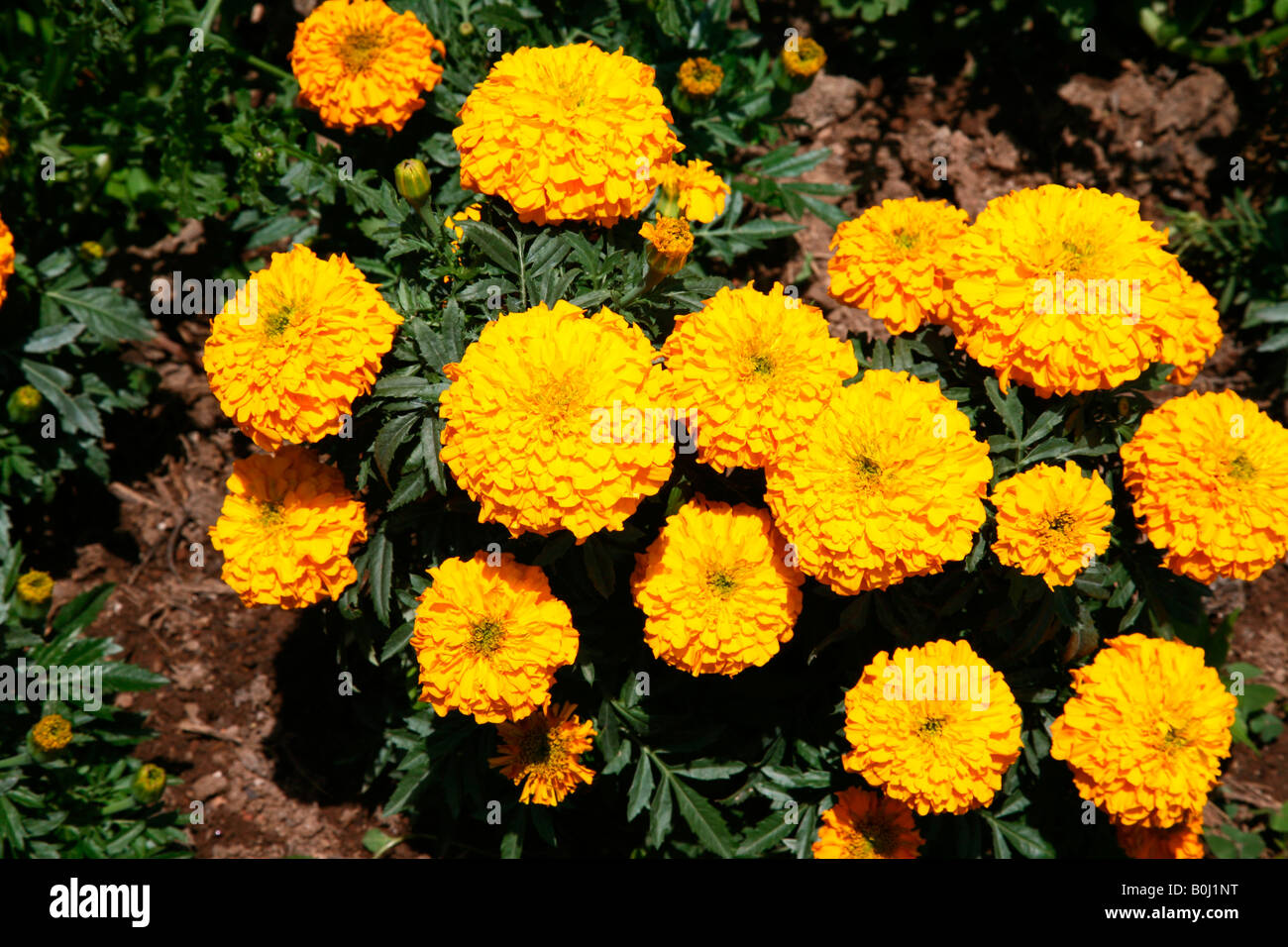 Ringelblume Blumen Stockfoto