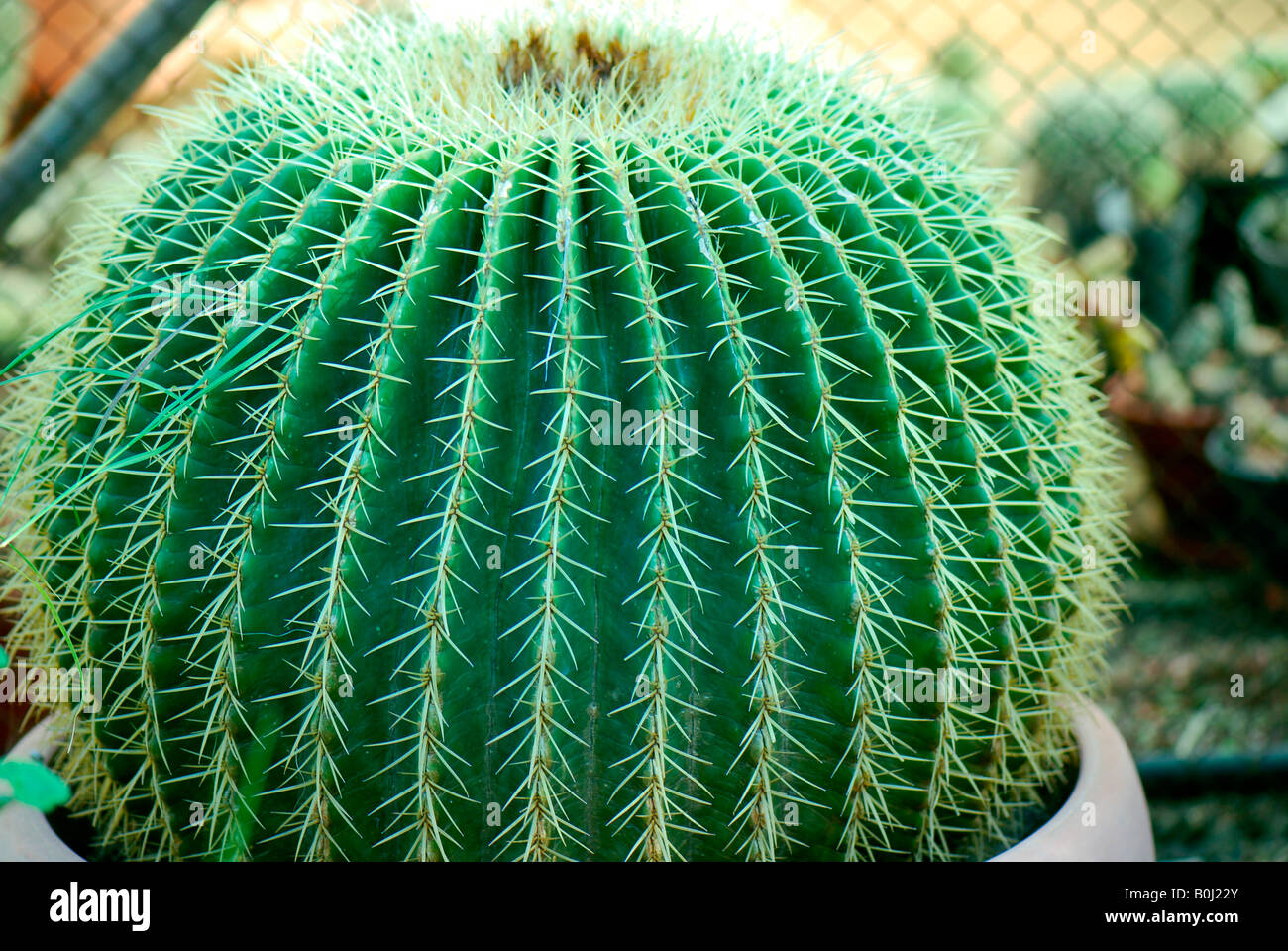 Golden Barrel Cactus Echinocactus Grusonii hildm Stockfoto