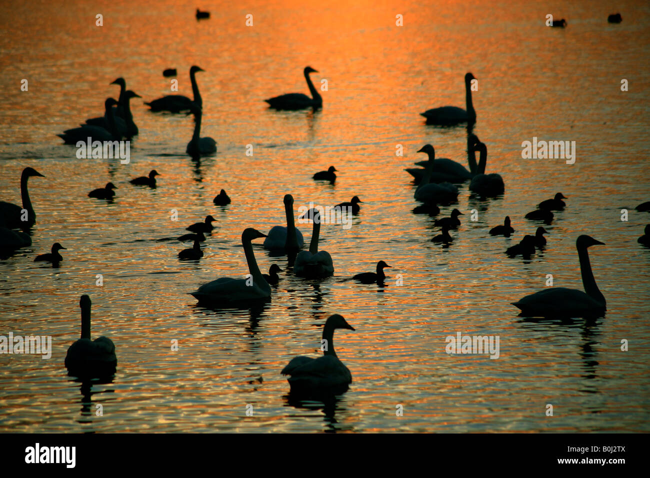 Dramatische Winter Sonnenuntergang Mute und Whooper Schwäne WWT Welney wäscht National Bird Reserve Cambridgeshire England Großbritannien UK Stockfoto