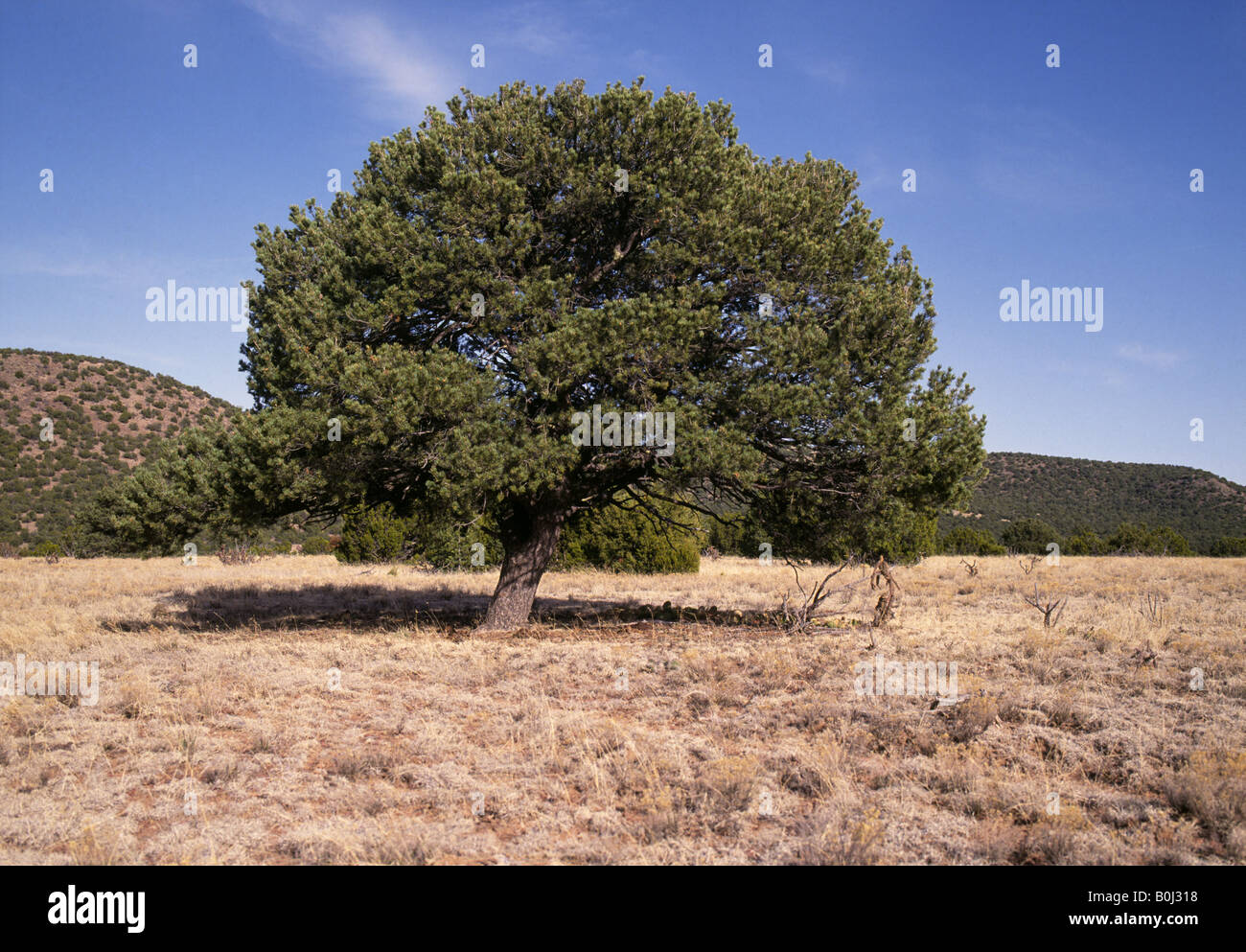Porträt einer Pinon Baum Pinus Edulis ist der Zustandbaum von New