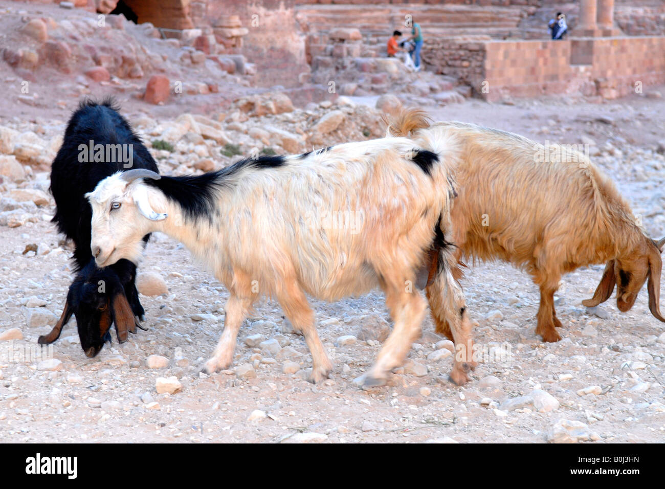 Beduinen Ziegen Futter für Lebensmittel unter den Ruinen von Petra, Jordanien Stockfoto