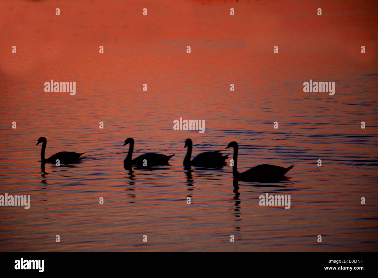 Winter Sonnenuntergang Silhouette stumm Singschwänen Landung WWT Welney wäscht Reserve Cambridgeshire England Großbritannien Großbritannien Europa Stockfoto