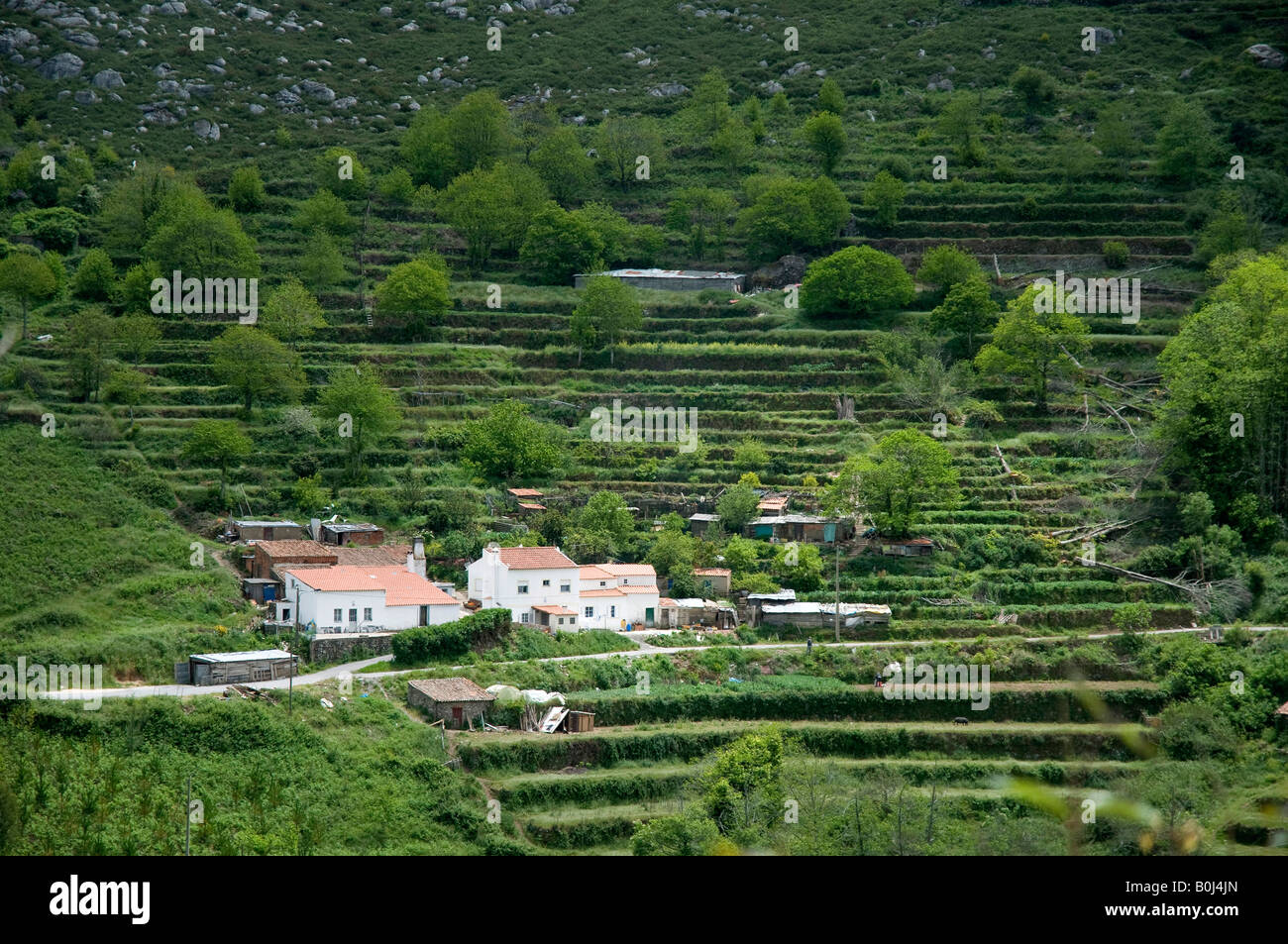 Algarve Bergbauernhof mit Terrassenfeldern oberhalb Monchique, Algarve, Portugal Stockfoto