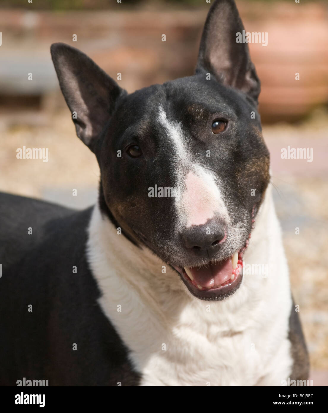 Porträtfoto von schwarzen und weißen englischen Bullterrier ^ Hund in einem Garten mit leicht geöffnetem Mund. Stockfoto