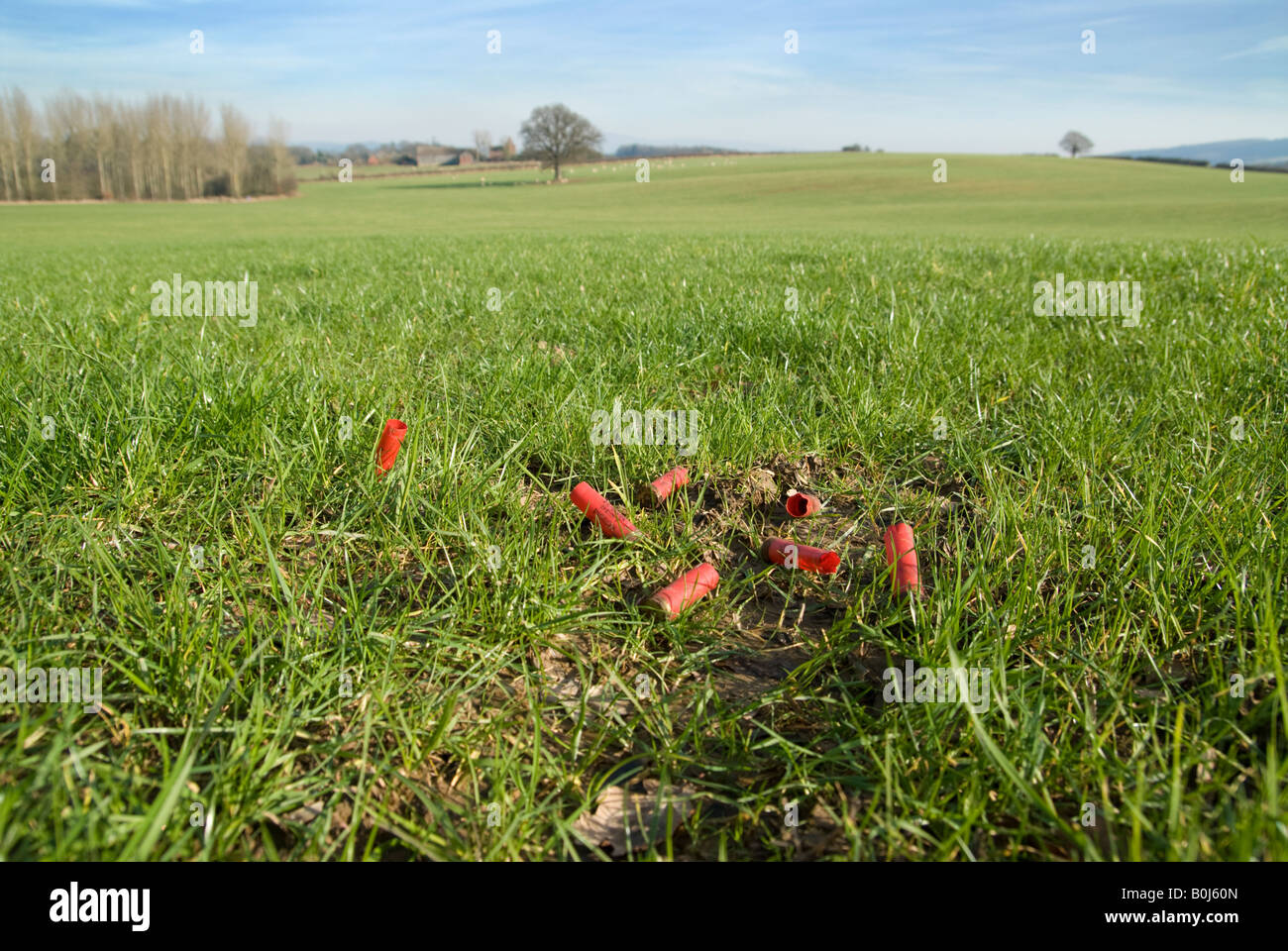 Gebrauchte Schrotflintepatronen, die in einem Shropshire Feld entsorgt wurden Stockfoto