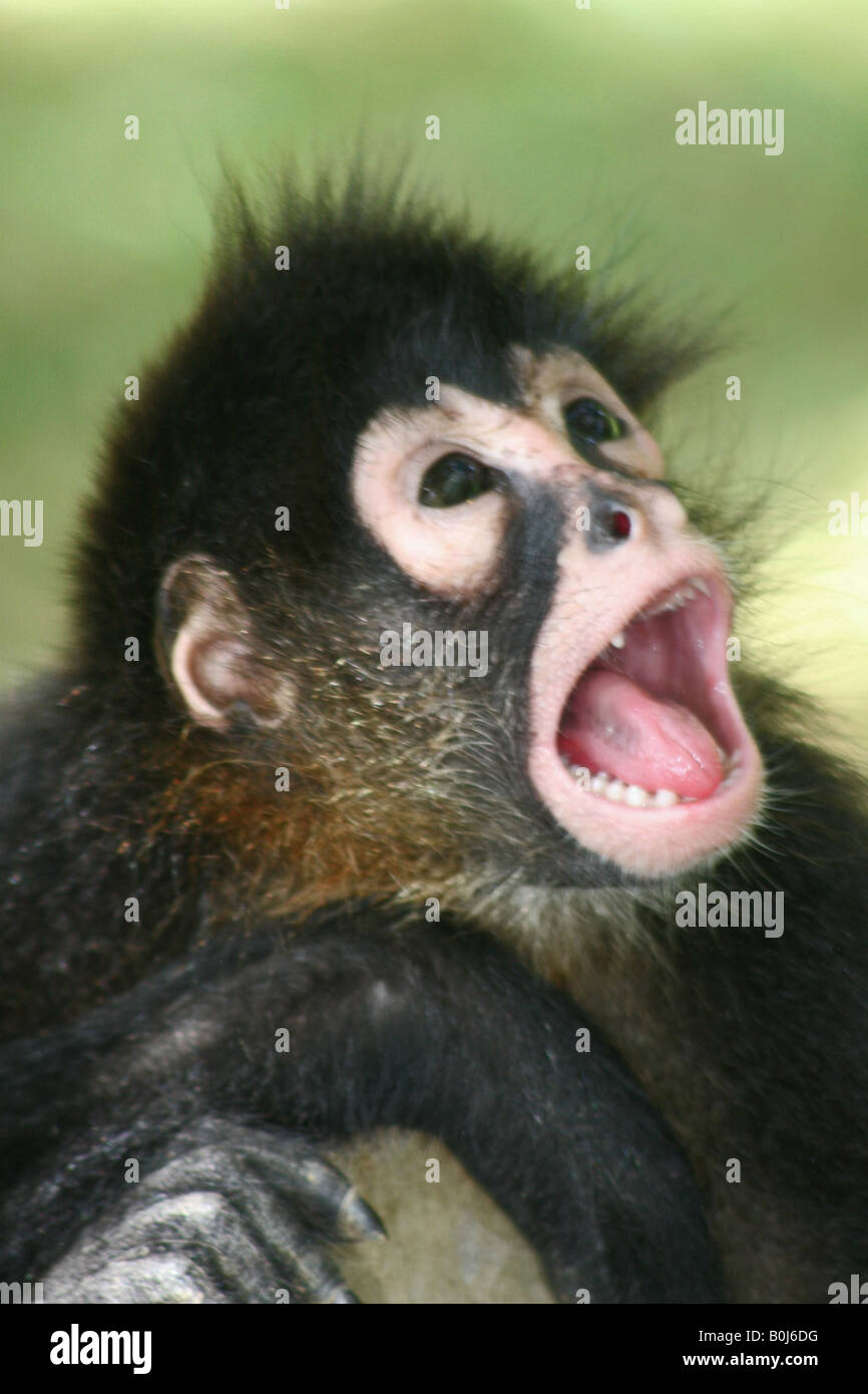 Affe mit offenem Mund Stockfoto