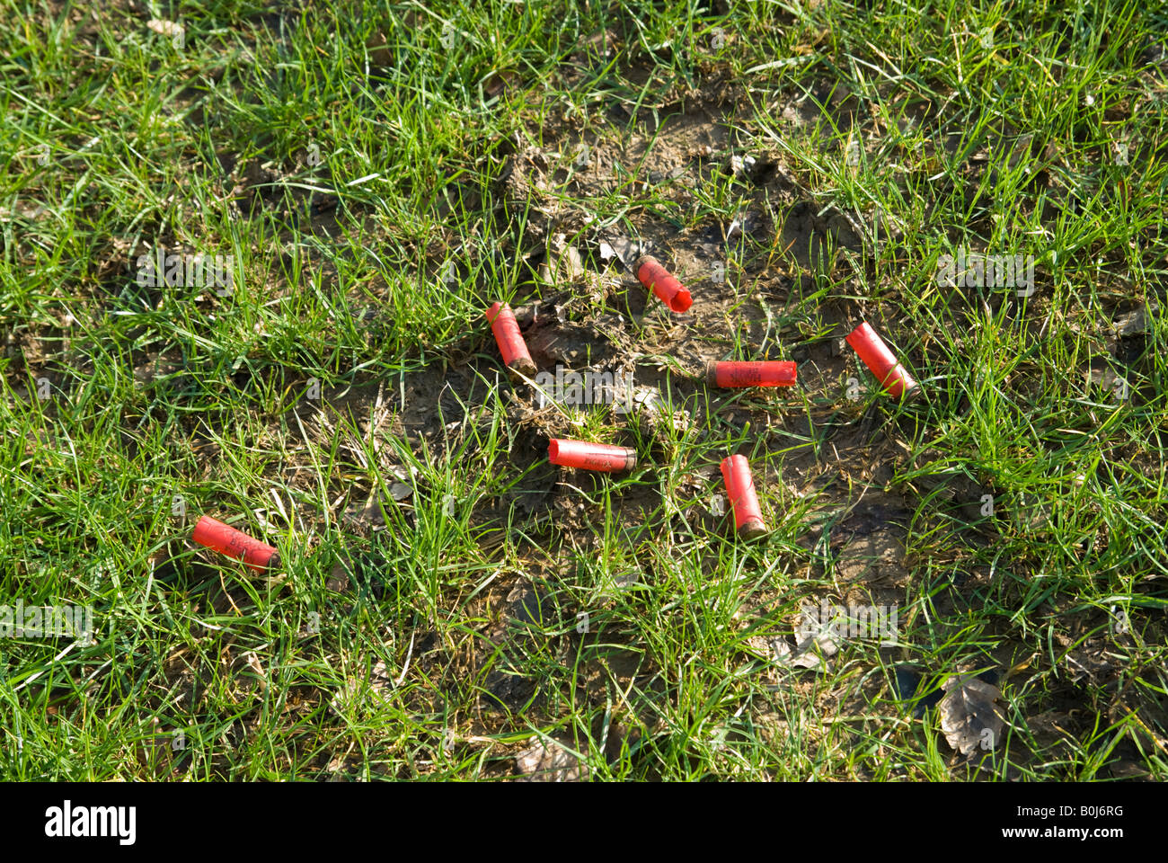 Gebrauchte Schrotflintepatronen, die in einem Shropshire Feld entsorgt wurden Stockfoto