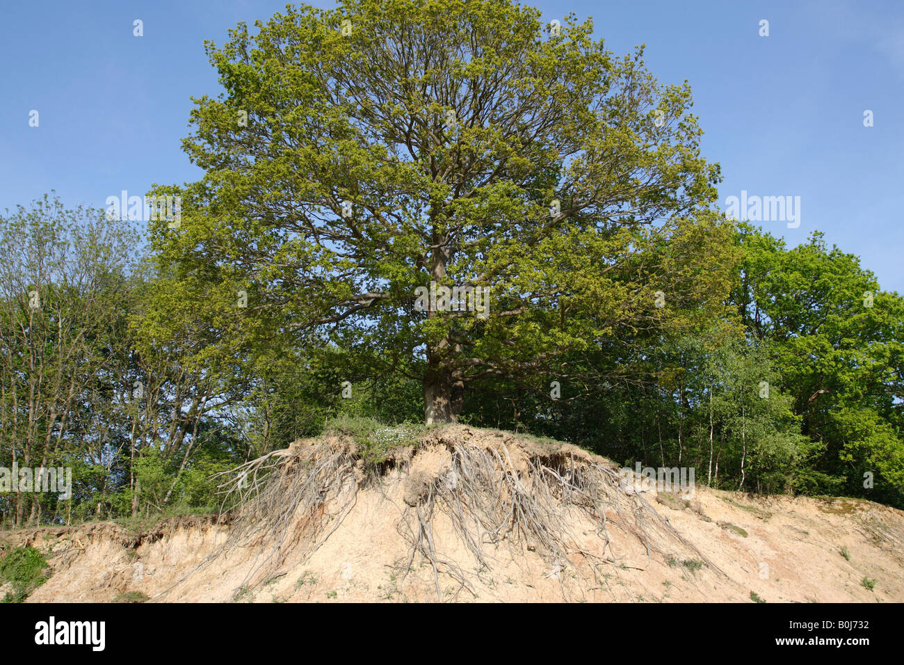 ausgesetzt Baum Wurzeln Ewhurst Surrey England uk Stockfoto