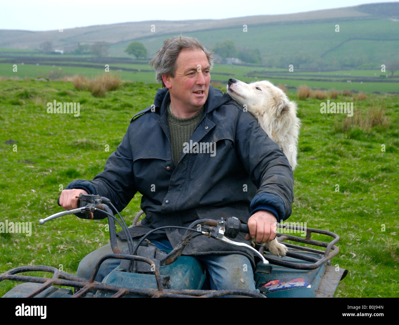 Landwirt und fürsorglichen Schäferhund auf Quad-Bike, in der Nähe von Silsden, West Yorkshire, England UK Stockfoto