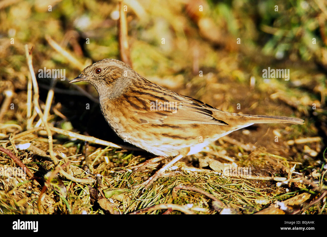 Heckenbraunelle oder Hedge Sparrow Stockfoto