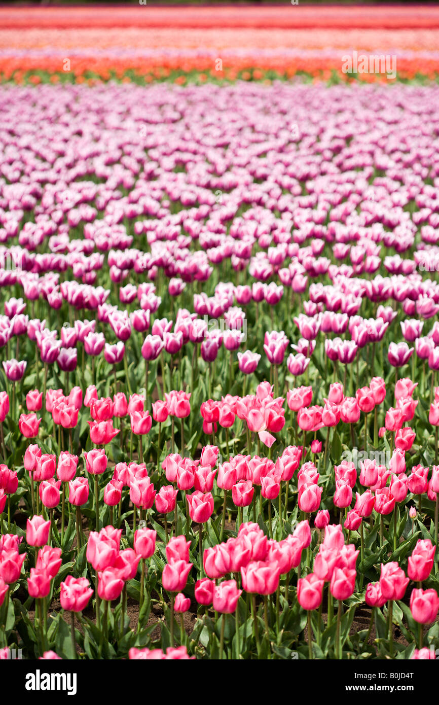 endlosen Feld Multcoloured Tulpen in den Niederlanden Stockfoto