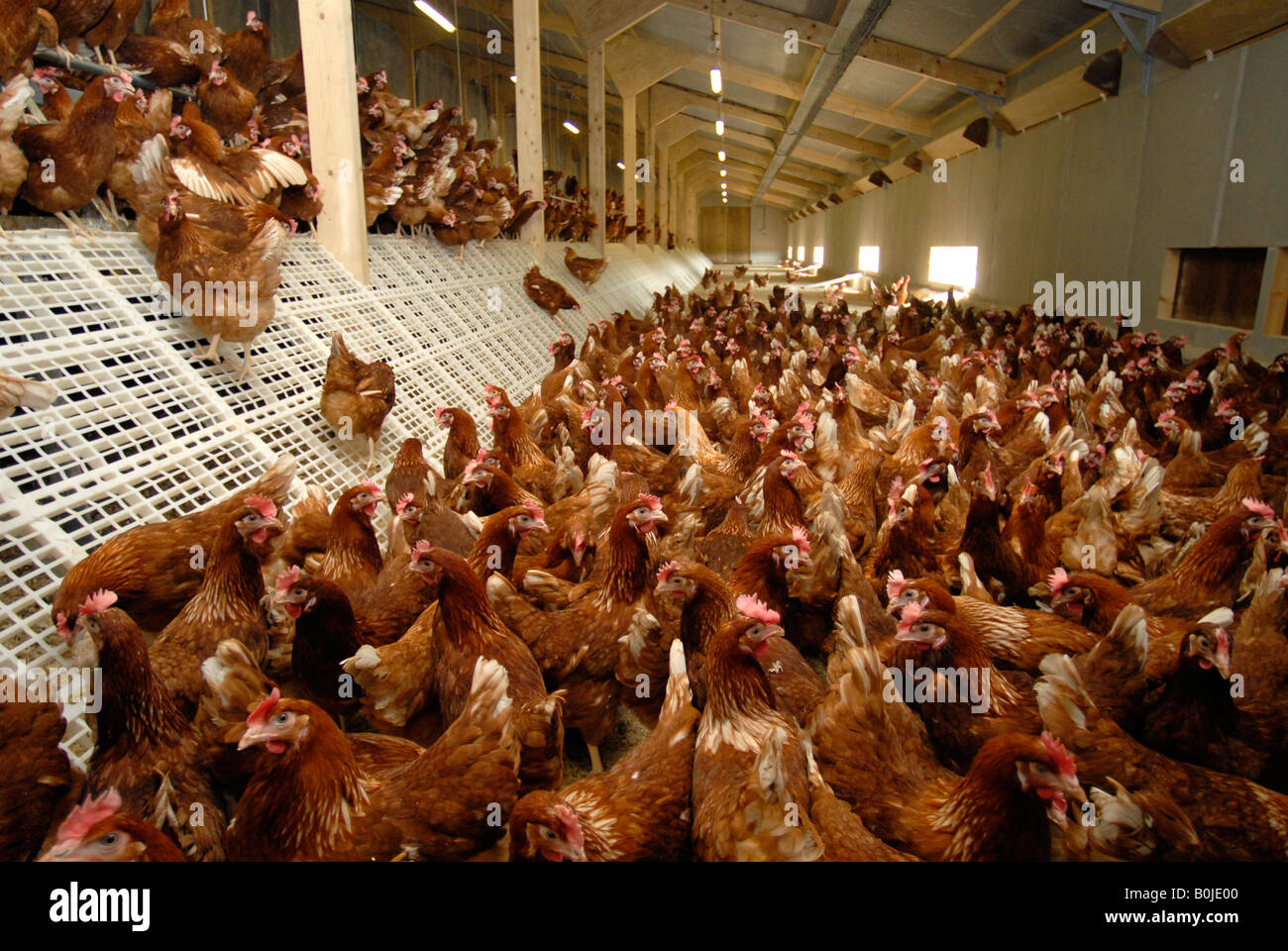 Freie Auswahl Hühner Schlafplatz drinnen Hennen mit freien im freien Zugang mehr und hochwertigere Eiern produzieren. Stockfoto