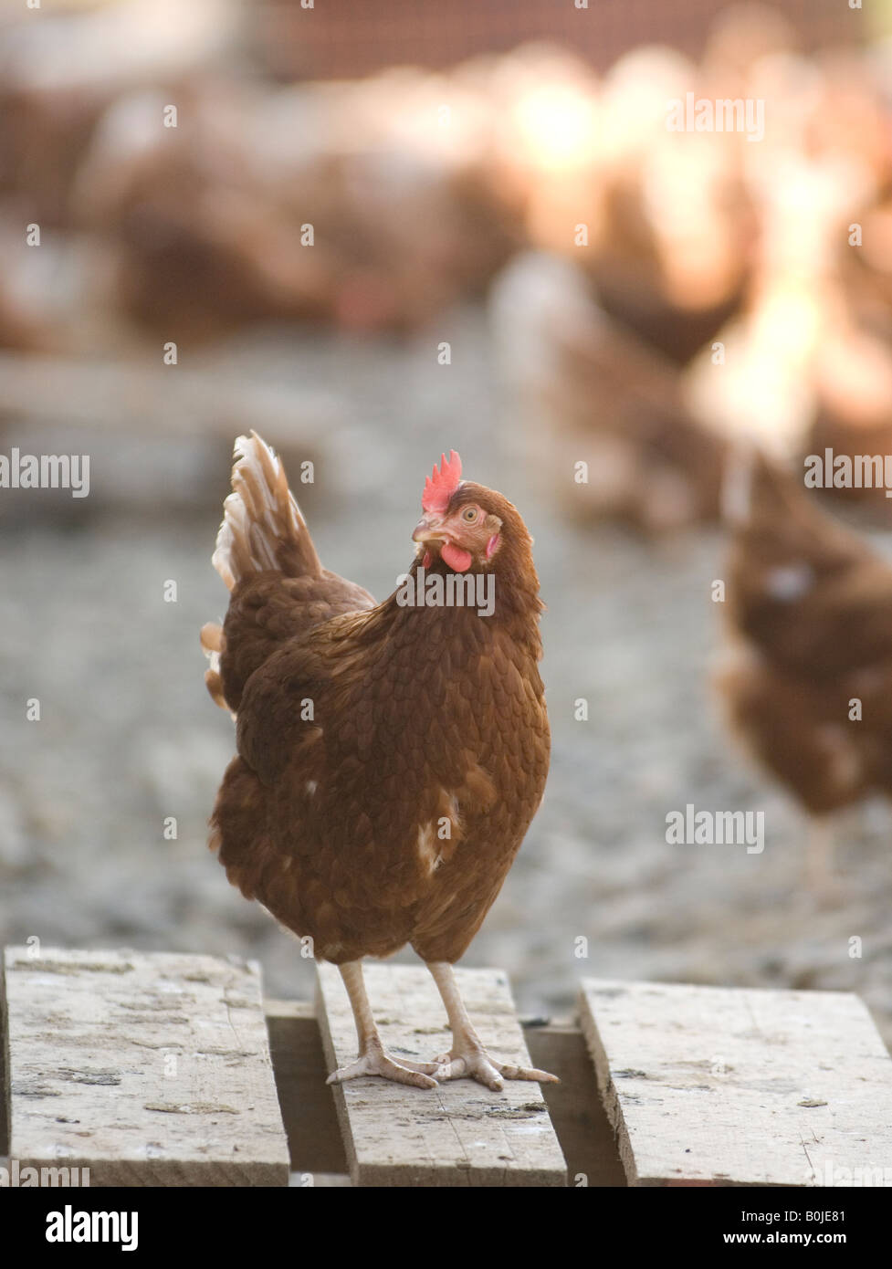 Eine Freilandhaltung Henne durchstreift frei draußen auf dem Land. Hühner im Freien kostenfrei produzieren mehr und hochwertigere Eiern. Stockfoto