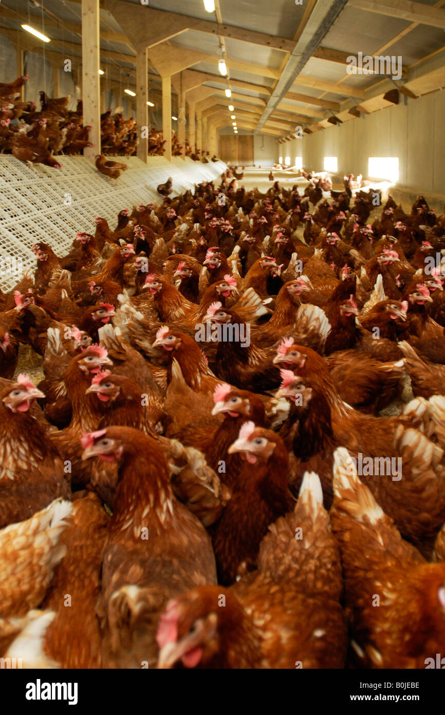 Freie Auswahl Hühner Schlafplatz drinnen Hennen mit freien im freien Zugang mehr und hochwertigere Eiern produzieren. Stockfoto