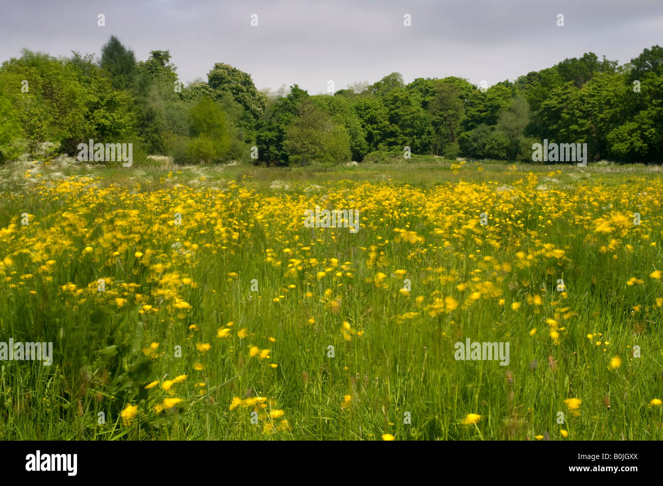 Wiese mit Butterblumen weht im Wind, Whitlingham Lane, Trowse, Norwich, Großbritannien Stockfoto