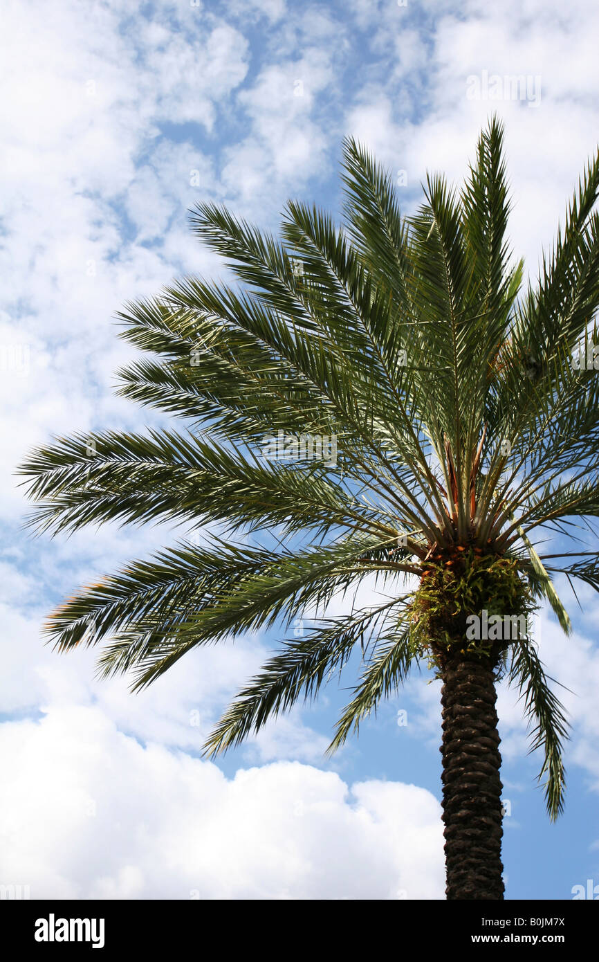 Palme, die einen sonnigen Himmel Stockfoto