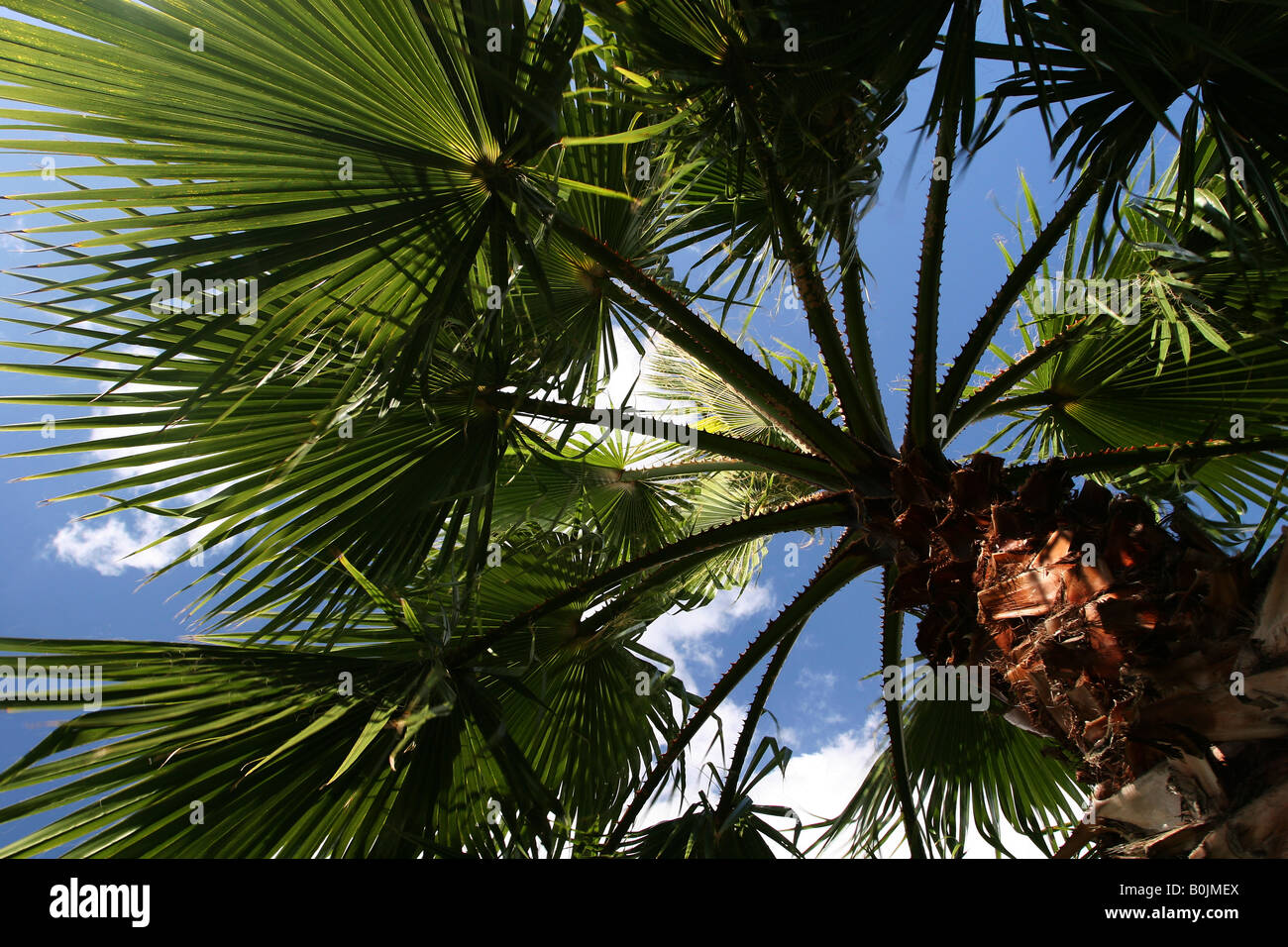 Palme Blätter gegen den blauen Himmel Sonnenschein als Kulisse Stockfoto