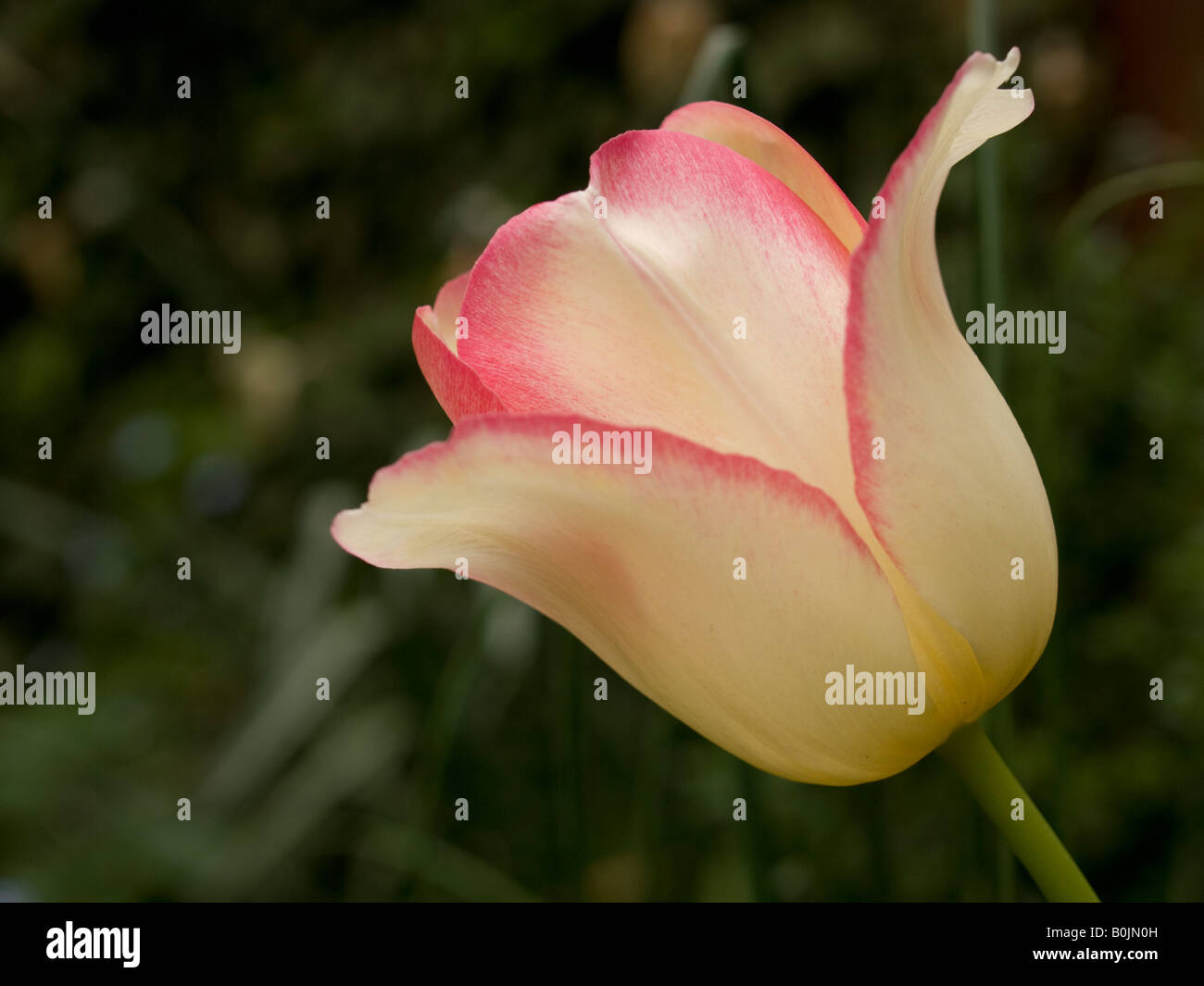 Einzelne Tulpe Stockfoto