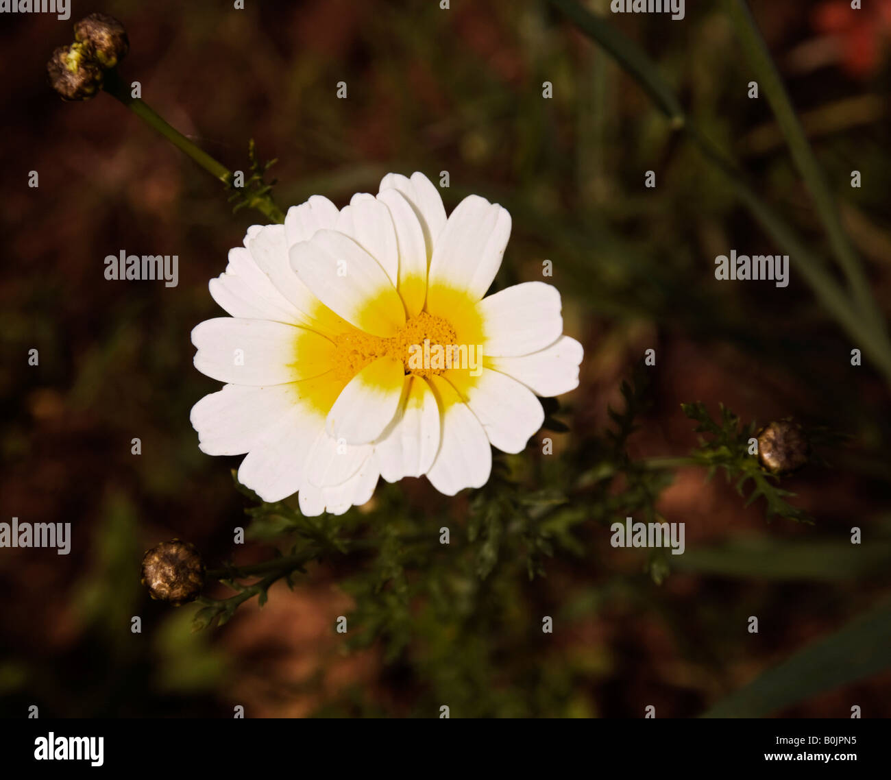 Blume, Blüte, Portugal, Europa Stockfoto