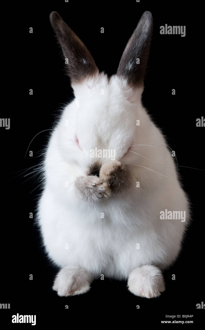 Weißes Kaninchen Pflege Stockfoto
