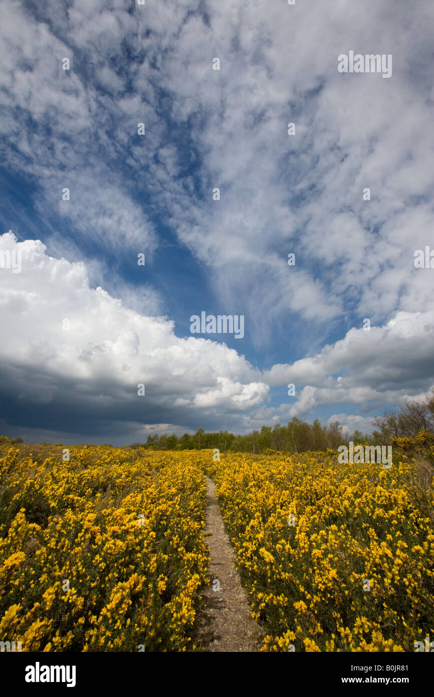 Ginster am Kelling Heath Norfolk April Stockfoto