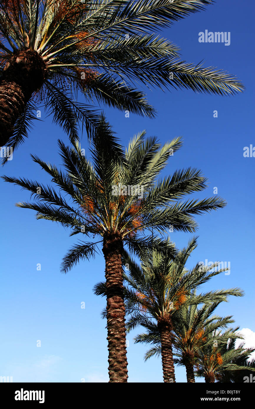 Eine Reihe von Palmen umrahmt von einem klaren blauen Himmel Stockfoto