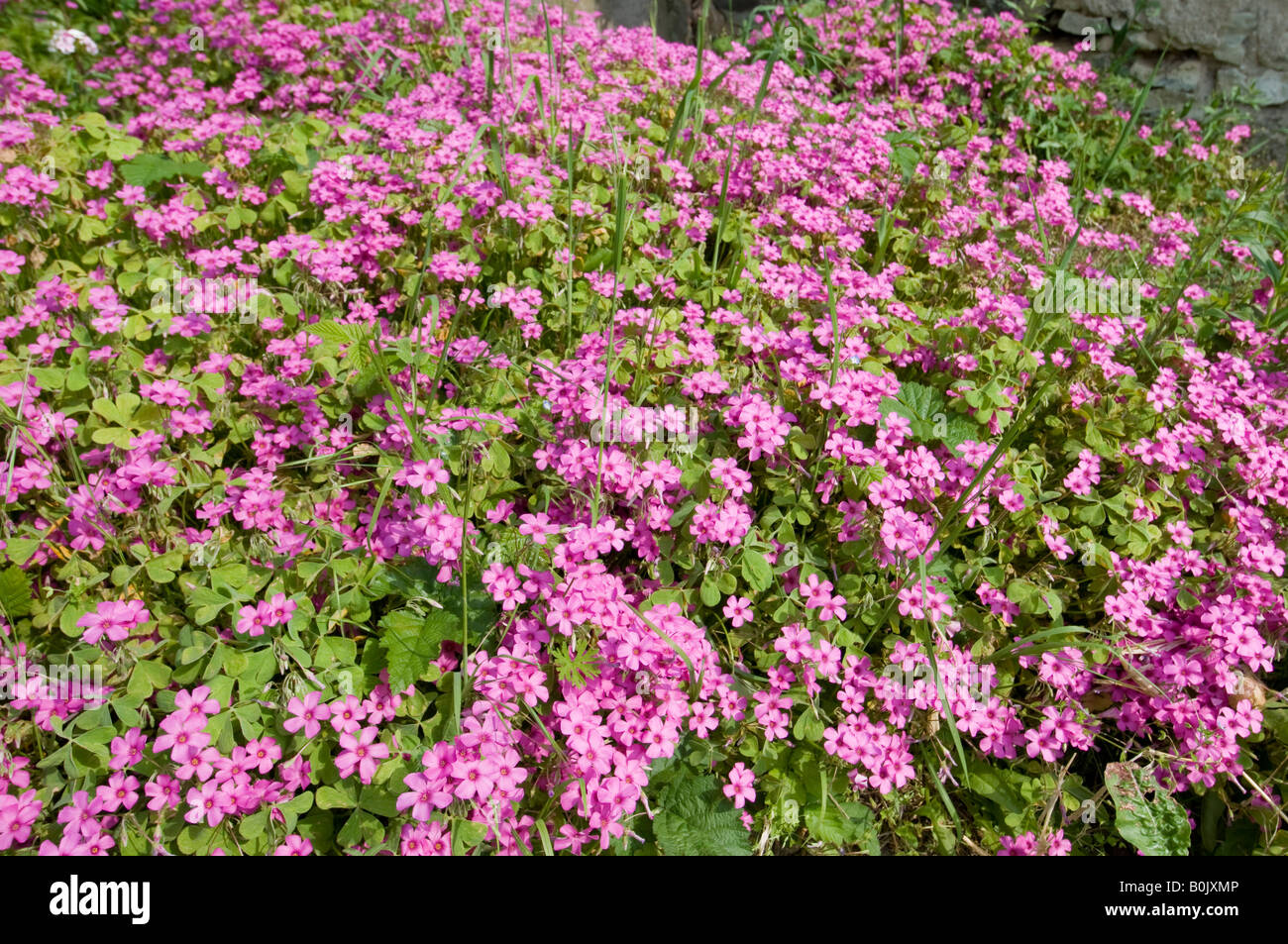 Rosa Gartenblumen, Frankreich. Stockfoto
