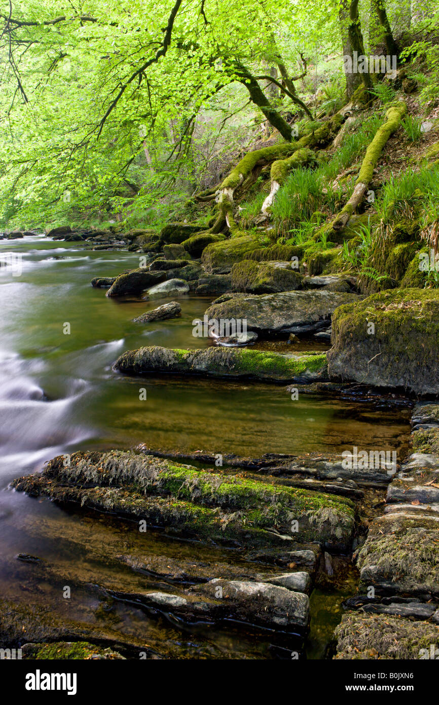 Frühling neben den Fluß Barle Tarr Woods Exmoor Nationalpark Somerset England Stockfoto