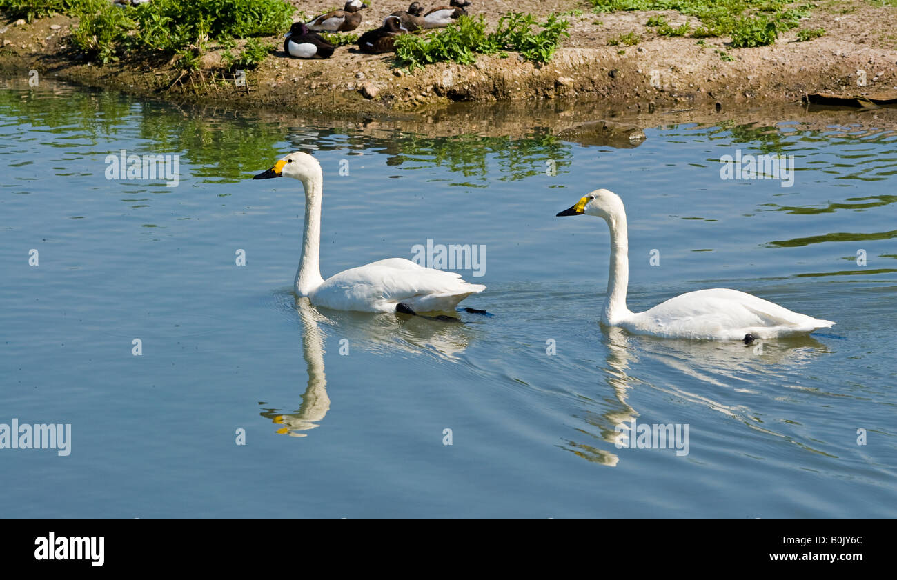 Zwergschwäne (Cygnus Bewickii), London Wetland Centre, Barnes, London, England Stockfoto