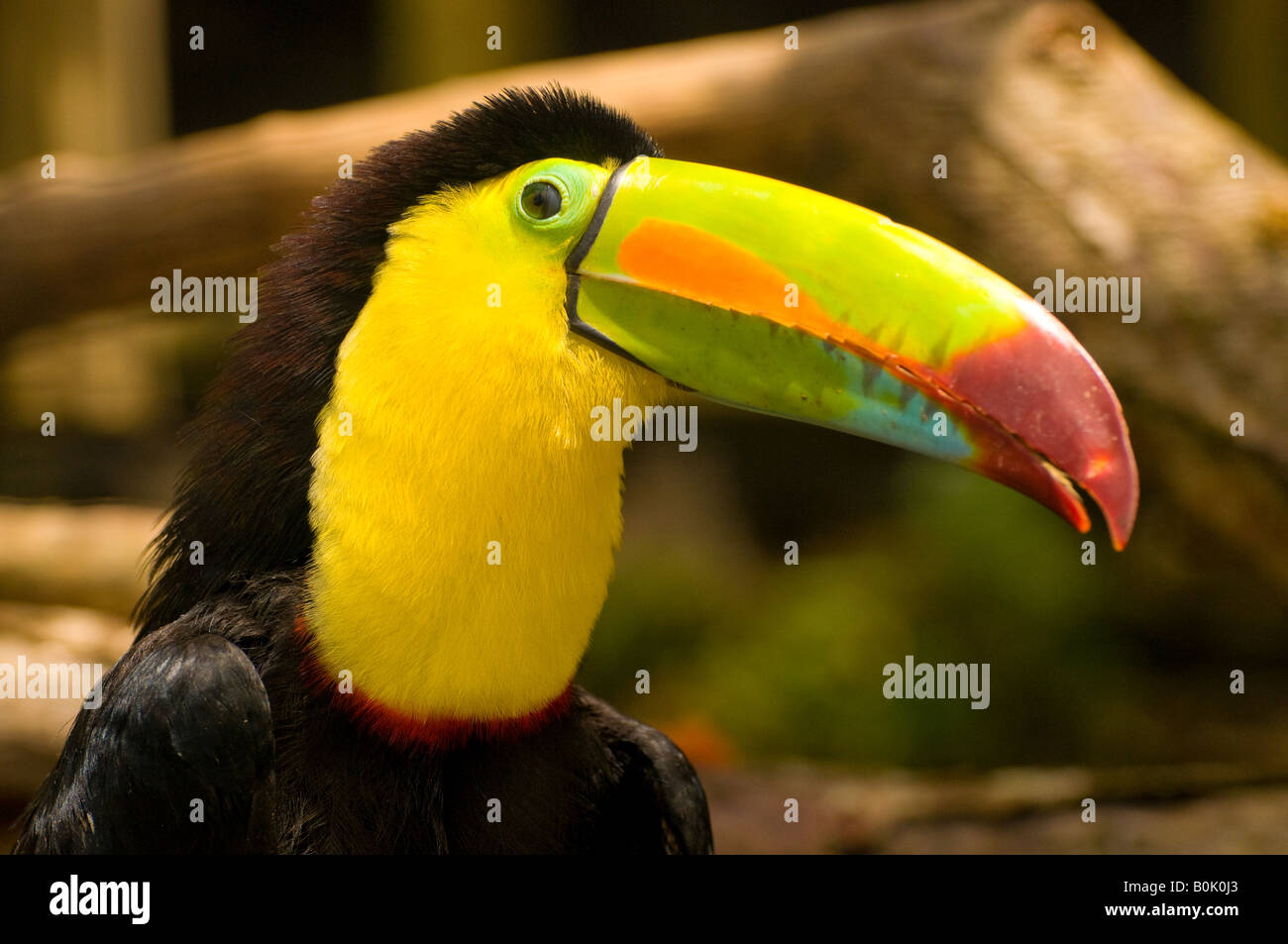 COSTA RICA-Porträt von bunten Tukan Vogel Stockfoto