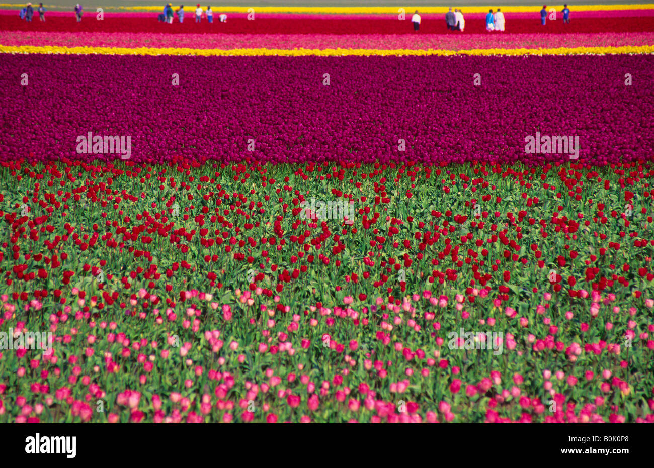 Mehrere Personen in der Ferne zu Fuß in ein Feld rot rosa und gelbe Tulpen La Conner Washington USA Stockfoto
