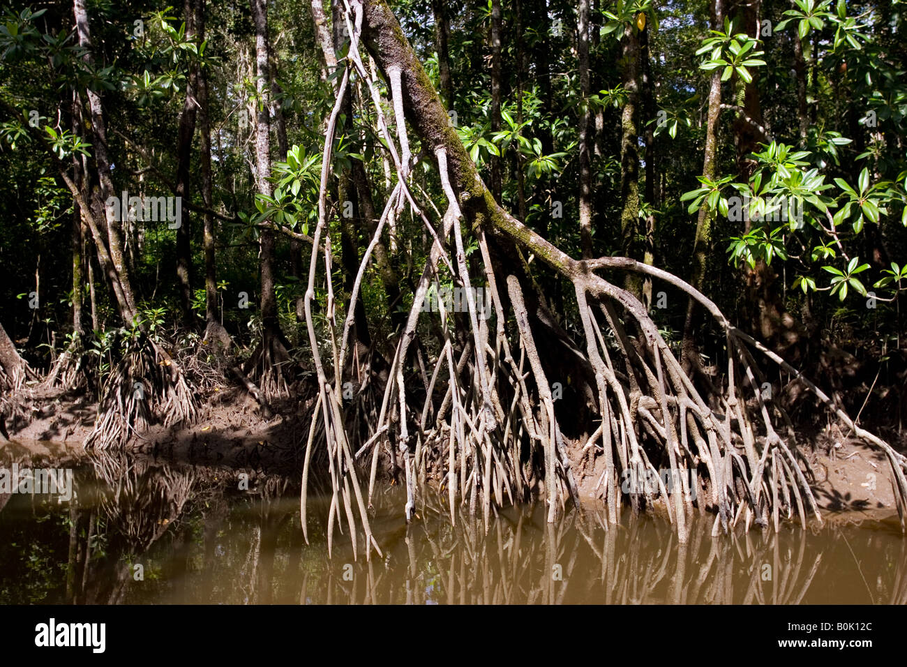 Mangrovewurzeln in Untiefen des Mossman River Daintree Australien Stockfoto