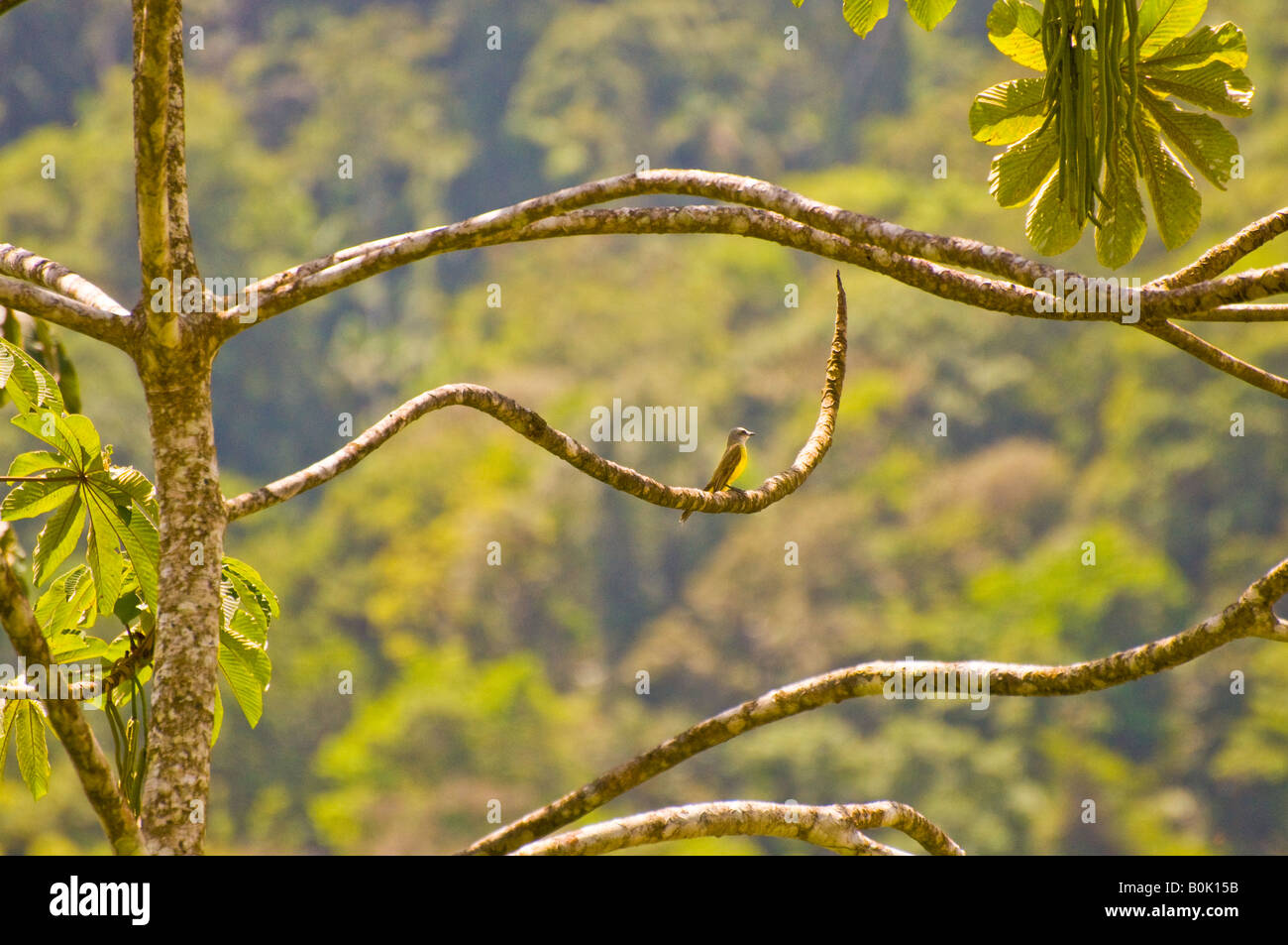COSTA RICA Gray gekappt Fly Catcher Vogel ruht auf Dschungel Wald Baum Zweig Pacuare Fluss Karibik Hang Stockfoto