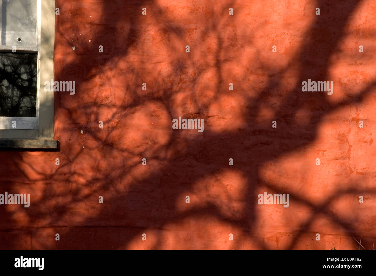 Wand des walisischen Cottage mit Schatten eines Baumes in am Nachmittag Licht, Pembrokeshire Stockfoto
