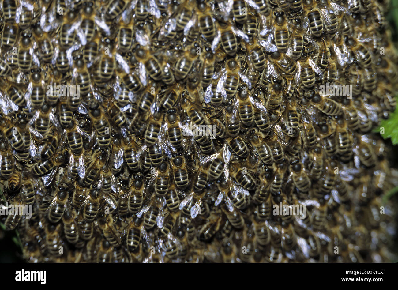 Schwarm von Honigbienen. Stockfoto