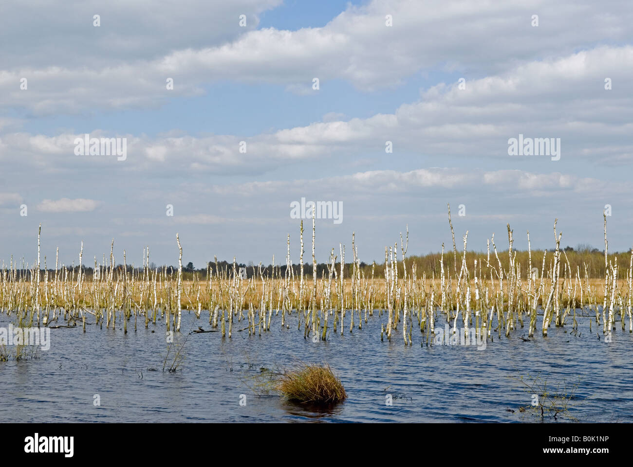 Freistatter Moor, Niedersachsen, Deutschland. Stockfoto